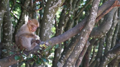 hermes biodiversity equity fund|federated Hermes biodiversity.